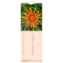 Bildkalender '25 „Blütenzauber“ | 155×428 mm